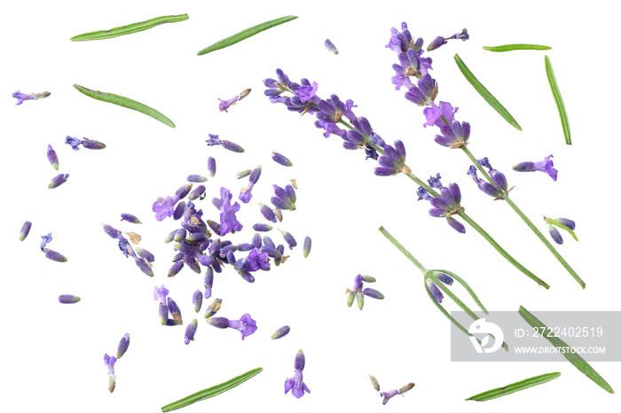 lavender flowers isolated on white background. top view