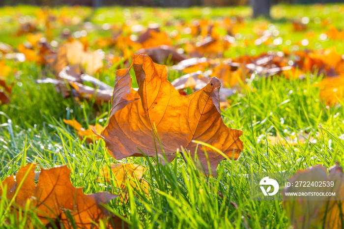 Dry maple leaf lying on green grass in the sun