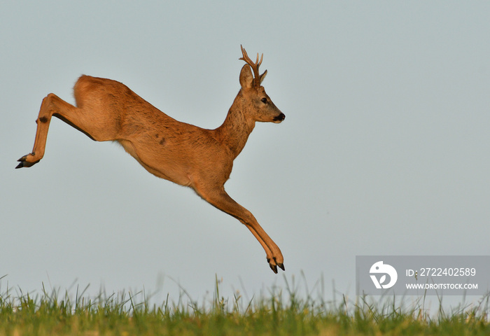 The roebuck jumping on the meadow in rut season