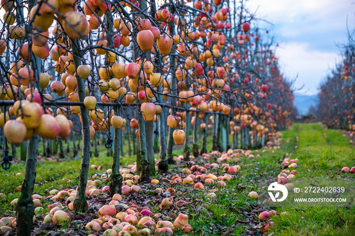 Apple orchard in autumn, winter season.