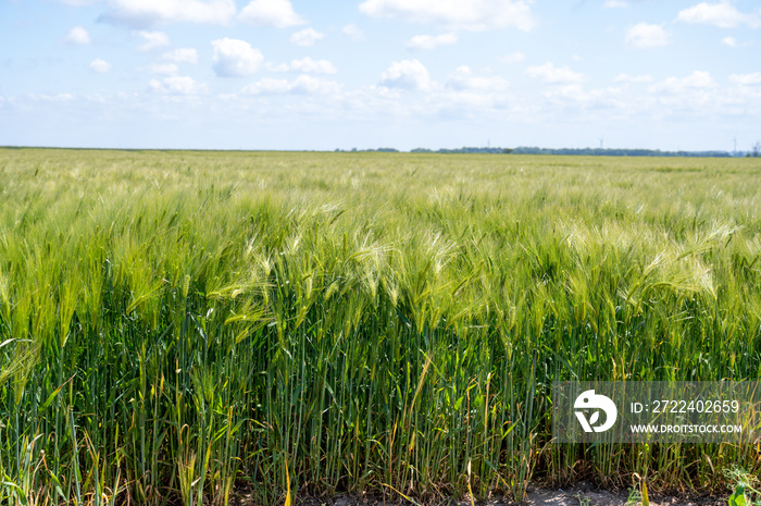 European grains, green fields of wheat plants in Pays de Caux, Normandy, France