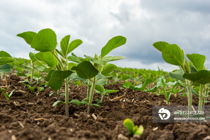 Fresh green soy plants on the field in spring. Rows of young soybean plants