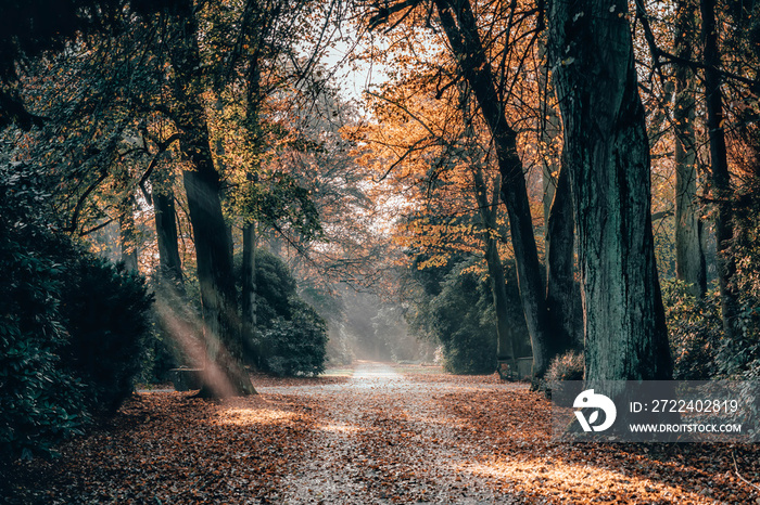 Morning sun light ray shines through yellow leaves alley pathway in Ohlsdorf Cemetery in fall, Hamburg city, Germany