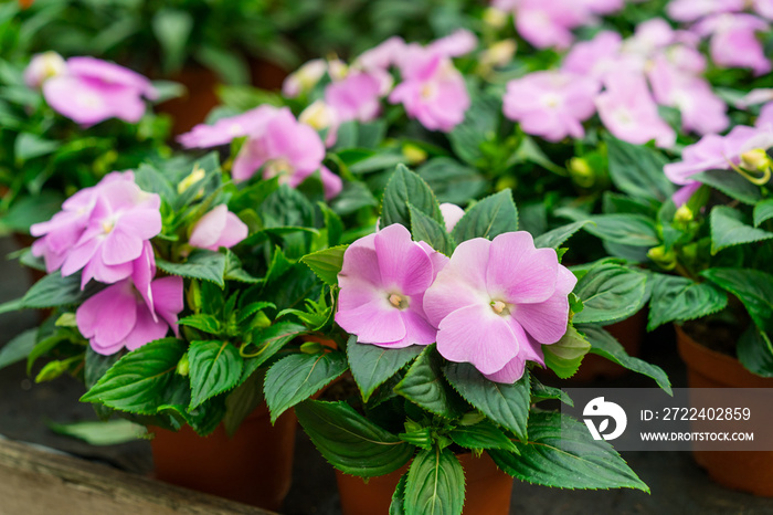 Purple impatiens hawkeri, the New Guinea impatiens in bloom in plant pots in the garden center. Ideas for gardening and planting in a new season. Selective focus, copy space