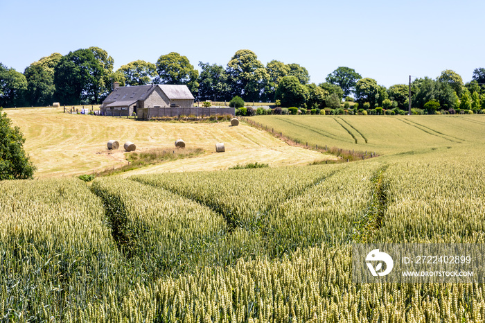 Rolling landscape with a field of wheat, a farm and round bales of straw in the Normandy countryside under a bright summer sunlight.