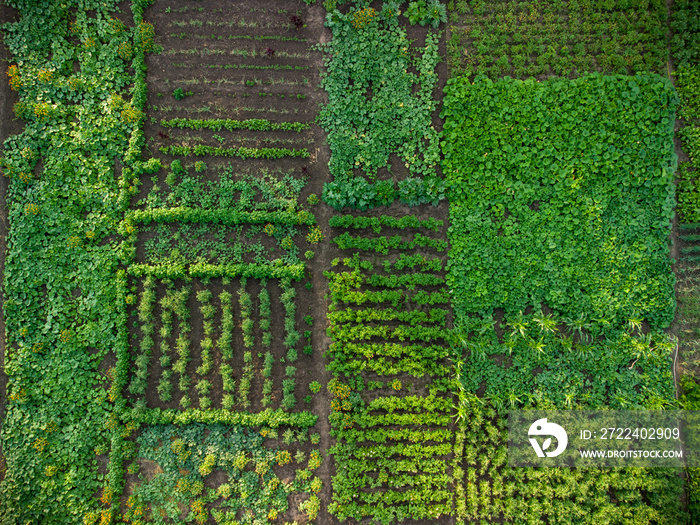 Green vegetable garden, aerial view