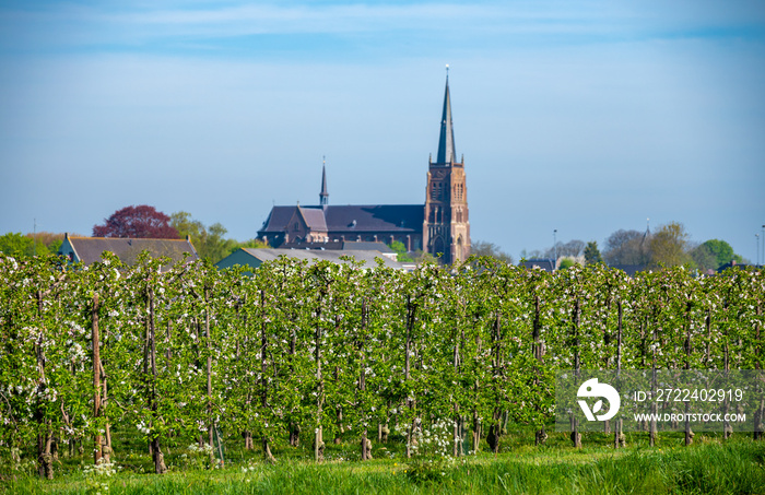 Springtime in fruit region Betuwe in Netherlands, Dutch church and blossoming orchard with apple, pear, cherry and pear trees