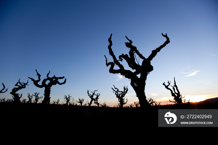 Silhouette of dry vineyards in DO Penedes, Catalonia, Spain