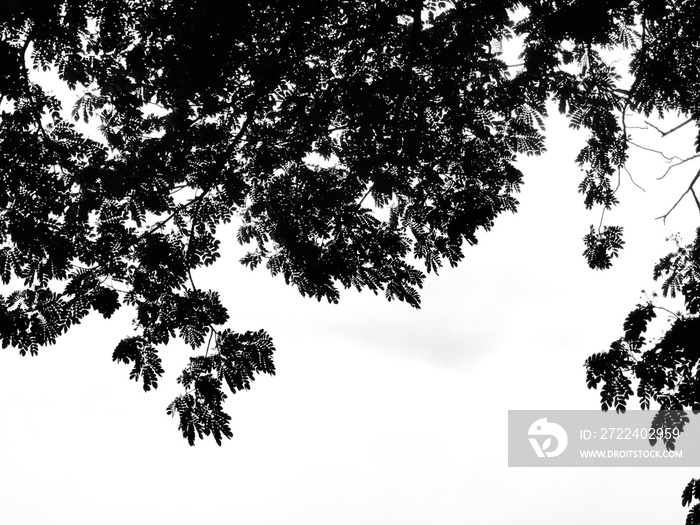 silhouette of tree