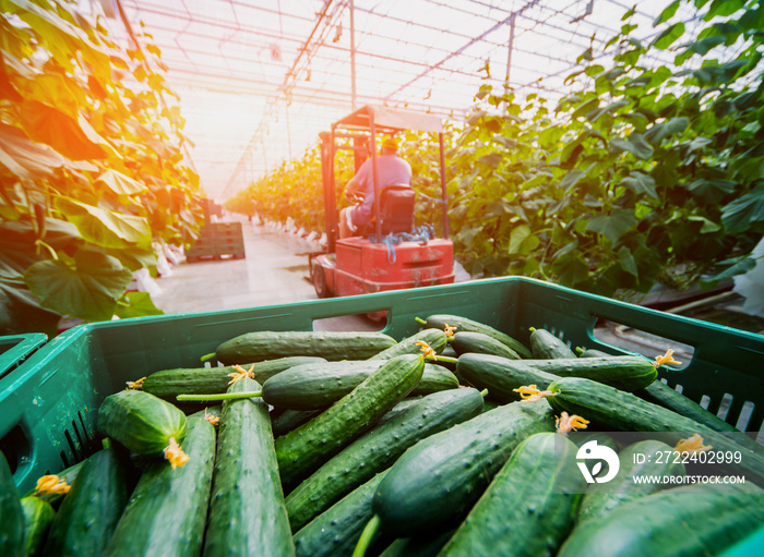 Long green cucumbers in a boxes. Greenhouse.