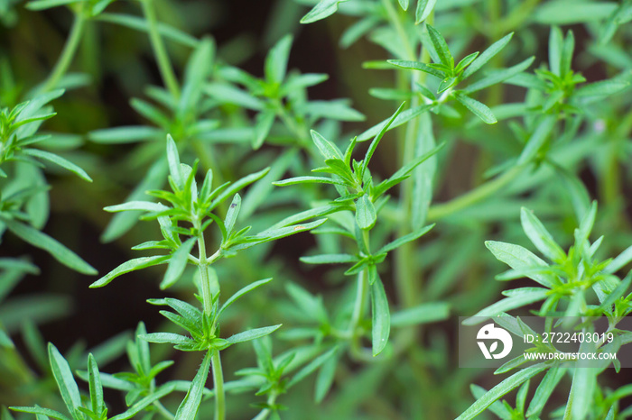 Winter savory herb, Satureja montana, in early summer. Fresh winter savory