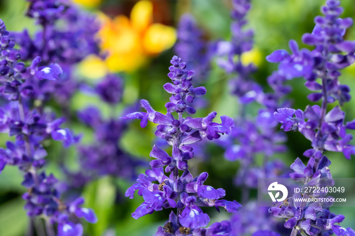 Beautiful blue flowers of salvia officinalis at summer