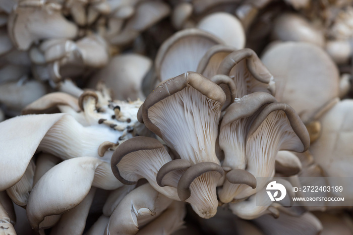 Mushrooms close up. Top view