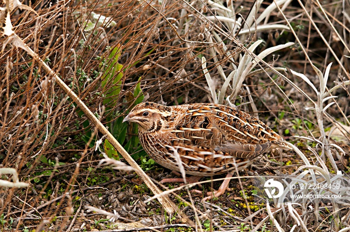 Coturnix coturnix - The common quail is a species of galliform bird in the Phasianidae family