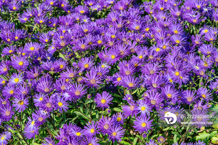 Aster amellus ’Veilchenkonigin’ (Violet Queen) a purple blue herbaceous perennial summer autumn flower plant commonly known as Michaelmas daisy, stock photo image