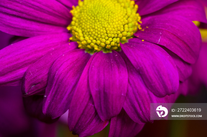 Beautiful bright purple and yellow chrysanthemum flowers, selective focus, macro