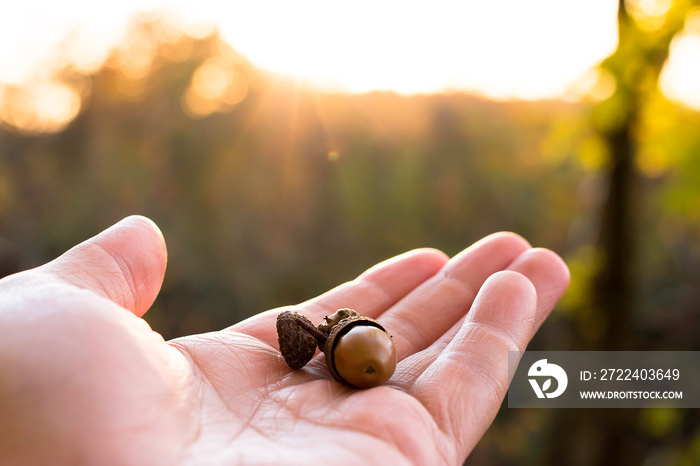 acorns in a hand autumn-time