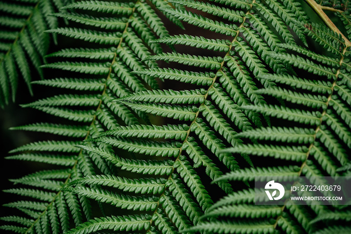 Green fern leaves texture close-up natural background