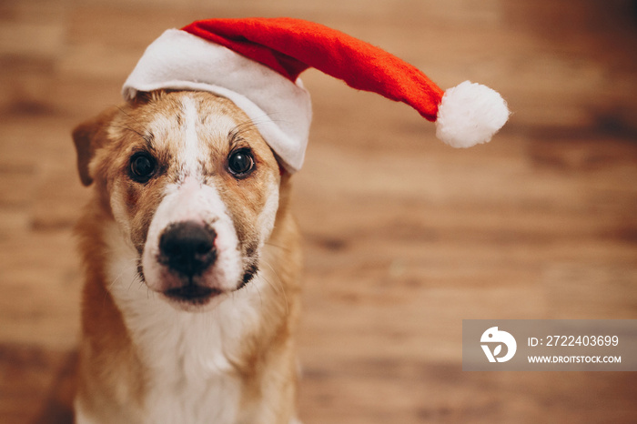 dog in santa hat. merry christmas and happy new year concept. space for text. cute brown dog in red hat sitting in stylish room with adorable look. happy holidays