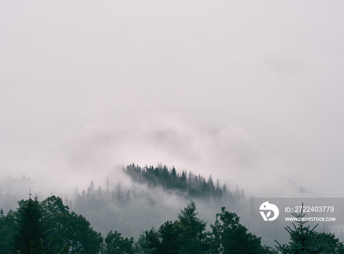 Mystic mountain forest. Local scenery of the forest descending from the top of Moeskie Oko lake in Zakopane, Tatra Mountains.