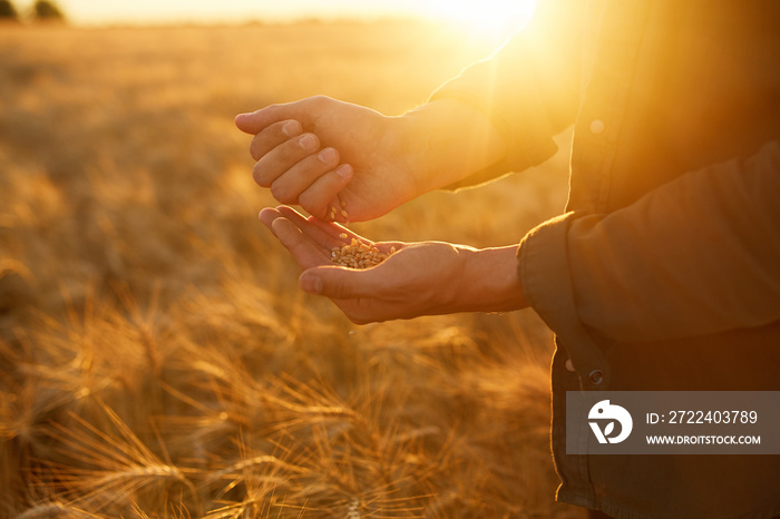 The Hands Of A Farmer Close-up Holding A Handful Of Wheat Grains In A Wheat Field. Copy Space Of The Setting Sun Rays On Horizon In Rural Meadow. Close Up Nature Photo Idea Of A Rich Harvest