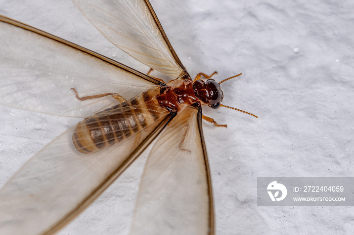 Adult Female Winged Termite