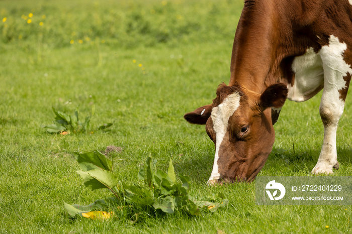 portrait head shot  of brown and white cow grazing on fresh summer green grass