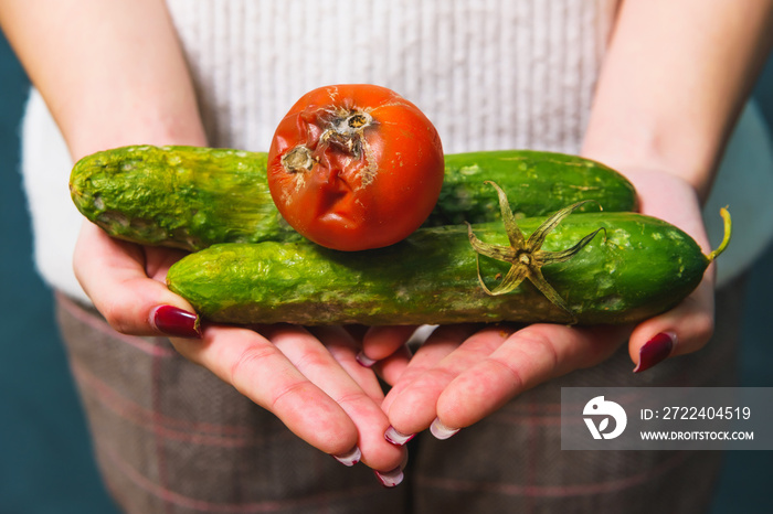 Diseases of cucumbers and tomatoes. Spoiled cucumber and tomato with mold in the hands. Ecological threat in agriculture. Improper storage of vegetables. Spoiled food.