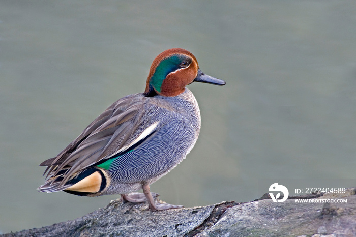 A Male Eurasian Teal, Anas crecca