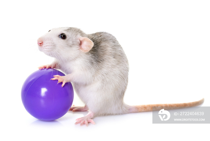 husky rat with toy