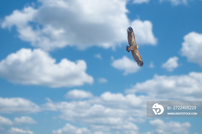 Águila volando bajo un cielo con nubes