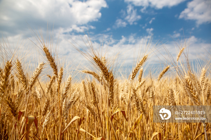 Yellow wheat against the sky. Ukraine.