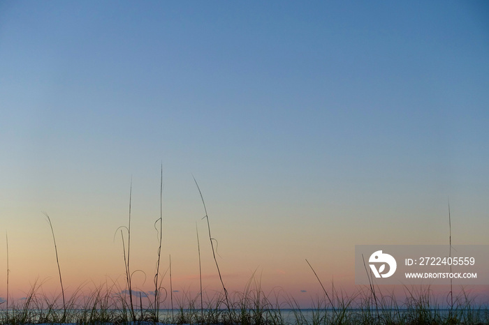 Beach Brush at Sunrise 1