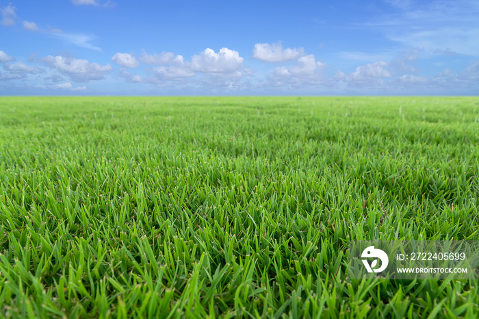 Fresh grassland with blue sky