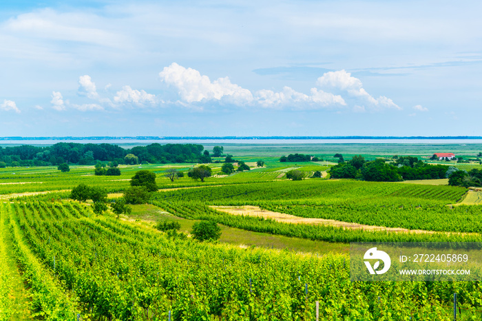 view of a vineyard situated next to neusiedlersee in Austria.