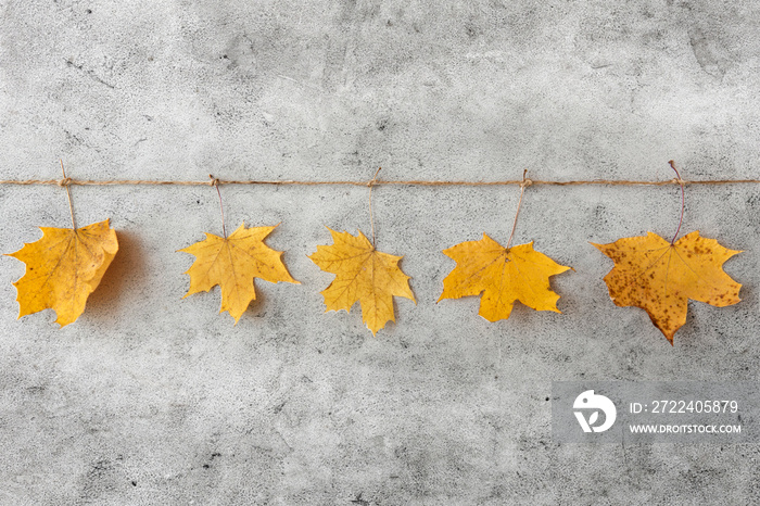 nature, season and botany concept - dry fallen autumn maple leaves hanging on string on grey stone background