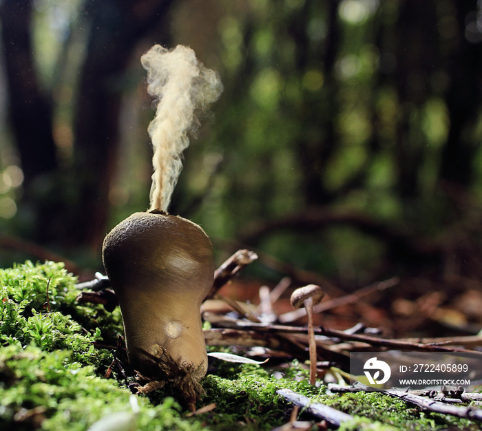 puffball mushroom smokes