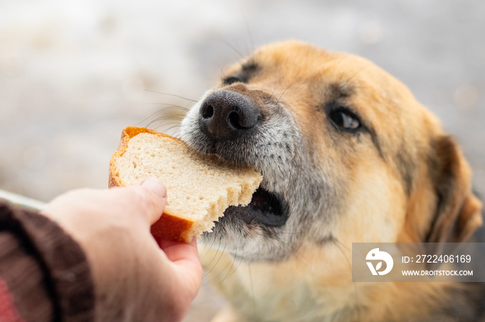 Woman feeding a dog bread, taking care of animals