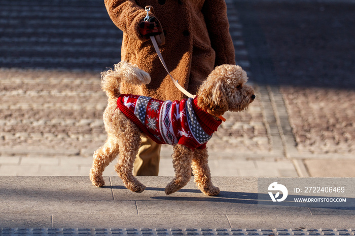 Brown poodle in winter clothes running on sidewalk.