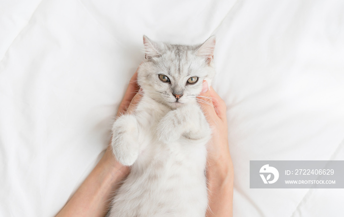 Small Scottish fold kitten lying down on white bed of relaxing with woman hand touch.