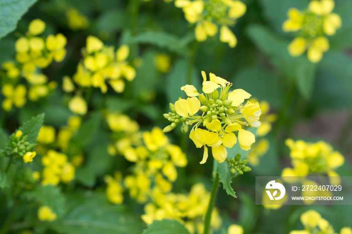 Sinapis arvensis, charlock mustard yellow flowers closeup selctive focus