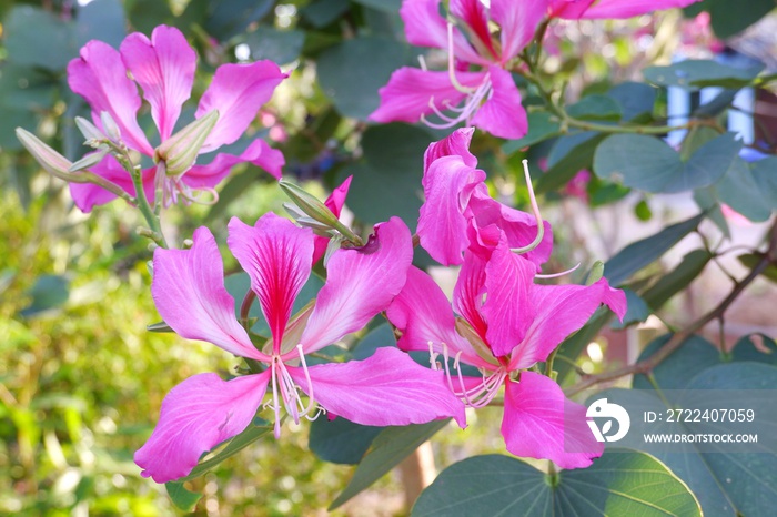 Bauhinia purpure pink flower on natural light bokeh blur background