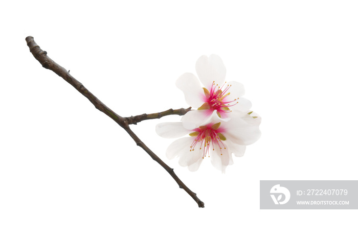 Almond tree white pink flowers with branches in PNG isolated on transparent background