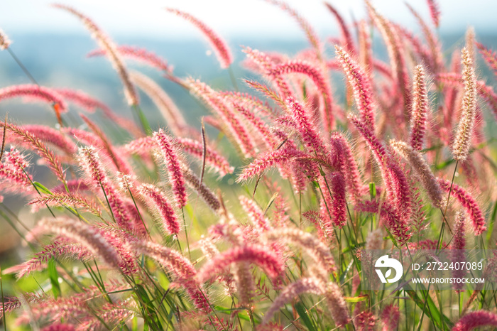 Mission grass (Pennisetum polystachyon (L.) Schult.), Red grass field with blurry green grass and sunlight background.