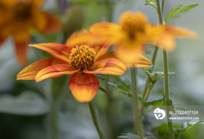 close up of yellow earded Beggartick (Bidens aristosa) in full bloom. sanvitalia procumbens