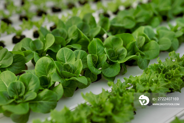 Various lettuce plants on hydroponic table