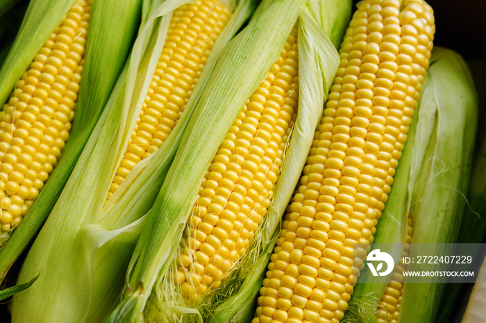 Fresh yellow corn cobs. Juicy fresh ears of corn harvest in the box. Summer and autumn harvest season. Delicious and healthy food.