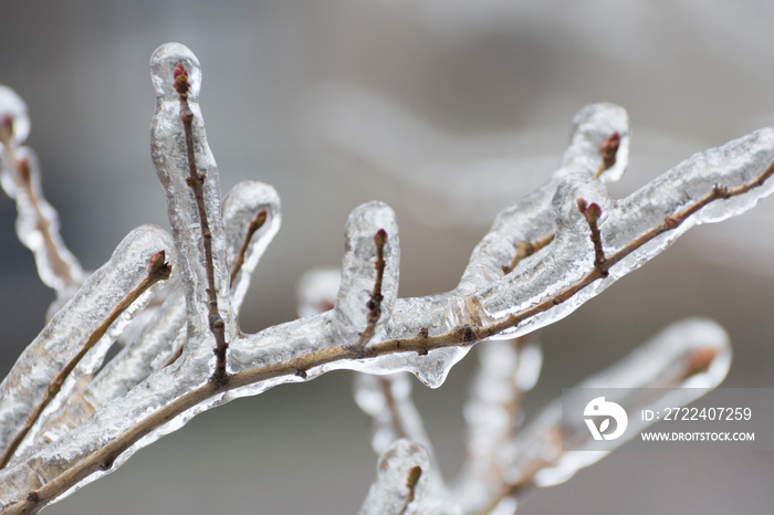 Ice-covered branches of tree after freezing rain in end of winter. Blurred background.