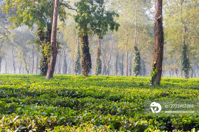 Tea garden with the vast spread of lush green leaves and vertical trees with climbers all over them. Yellow sunlight in the garden inspires awe. Kaziranga National Park, Assam, Northeast, India