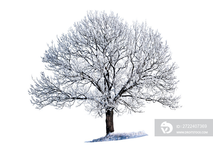 Baum im Winter freigestellt auf weißen Hintergrund